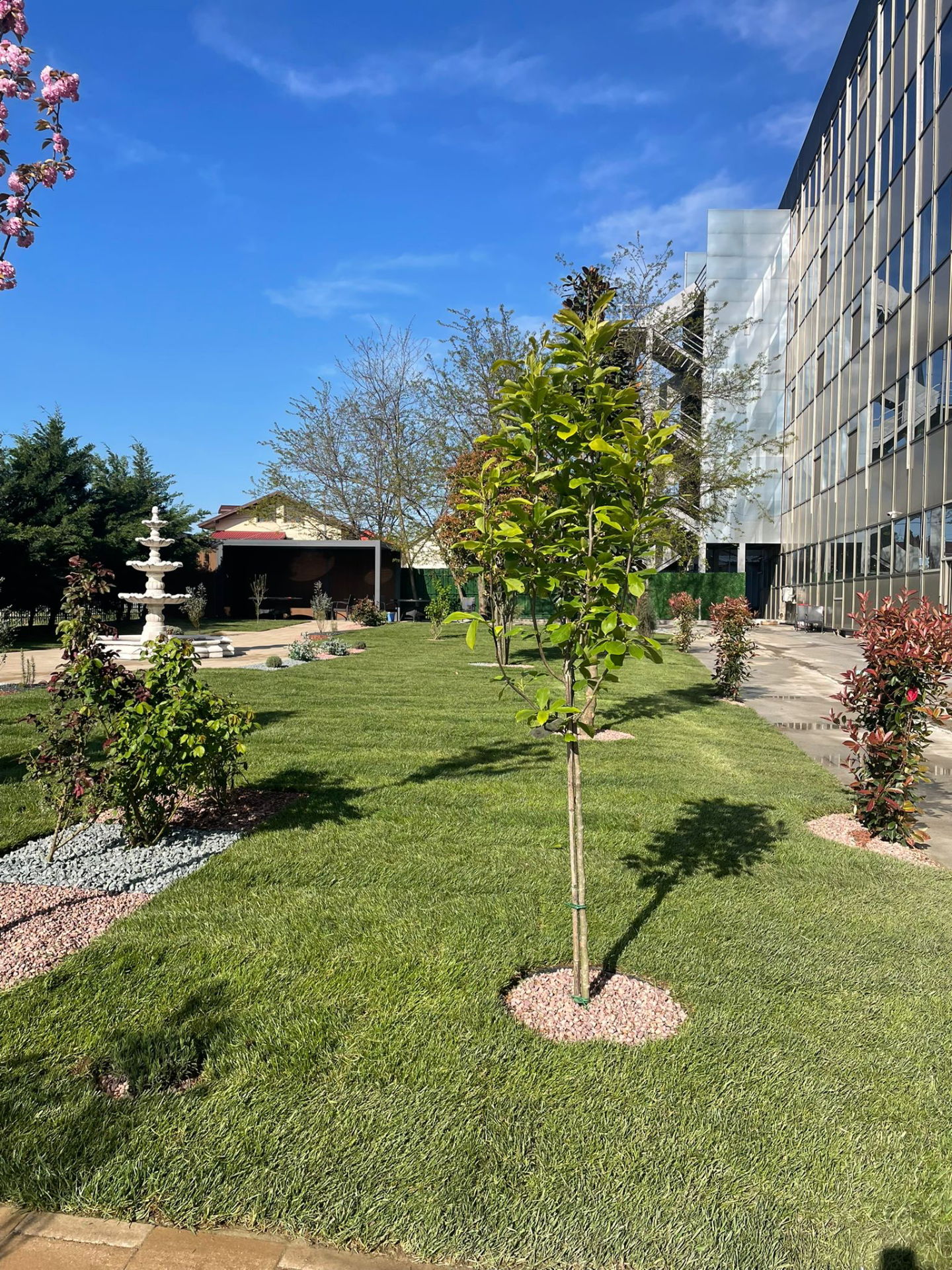 Gradina cu gazon verde, copac tanar plantat recent si fantana alba decorativa in curtea centrului de ingrijire seniori